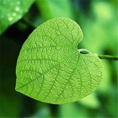 彩神手机app下载